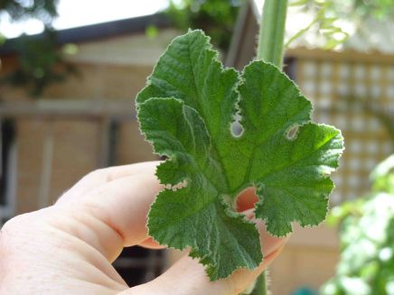 Chiliakyote leaf 1 sm
